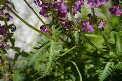 Pedicularis pectinata
